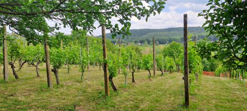Uređenje vinograda