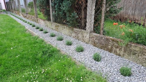Lavanda…