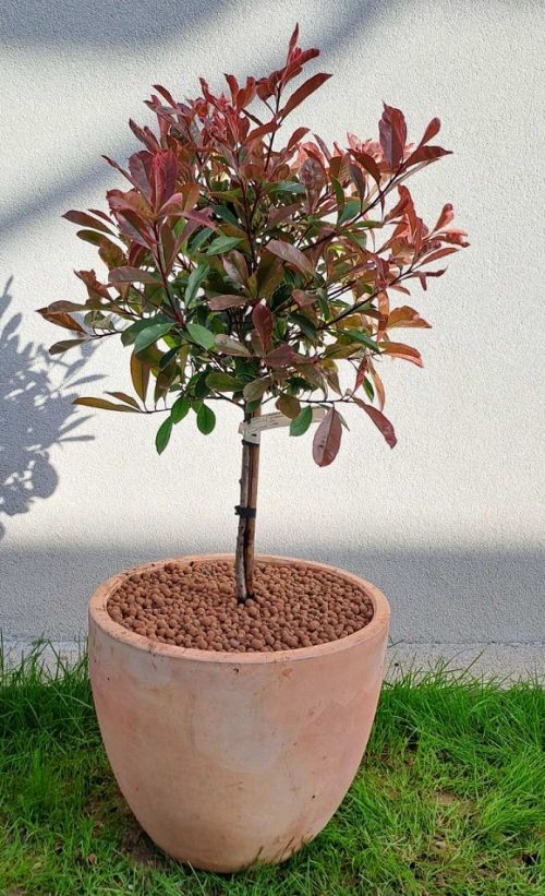 Photinia stablašica…