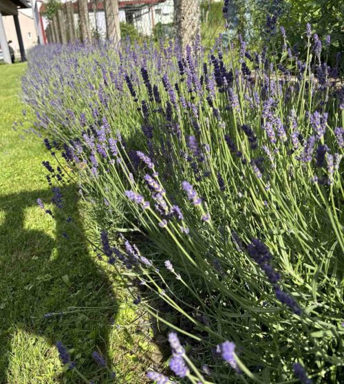 Lavanda – od sadnje do predivne žive ograde u godinu dana